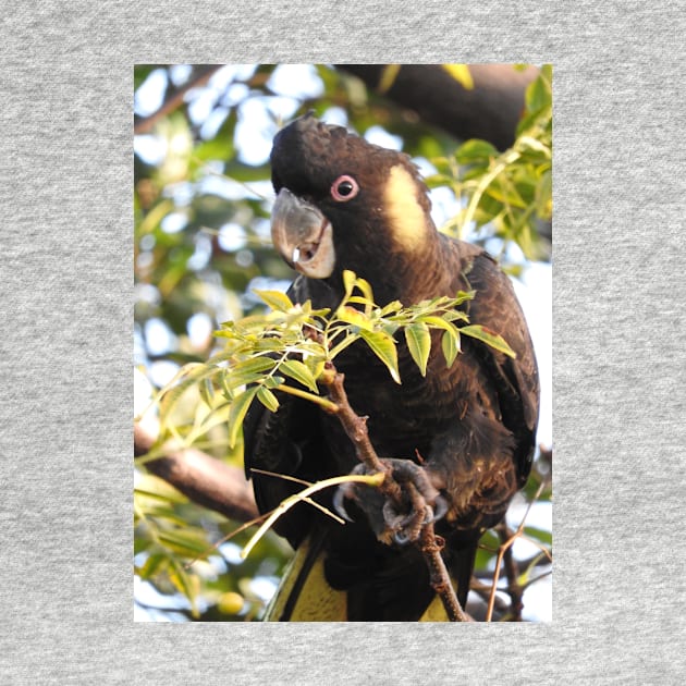 Yellow-tailed Black Cockatoo by kirstybush